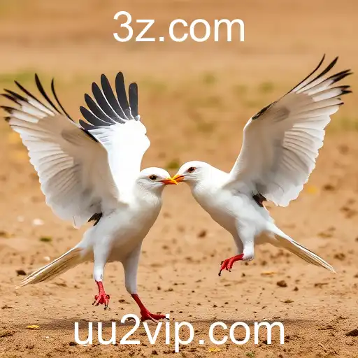 A Controvérsia e Tradição das Rinhas de Galos